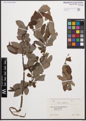 Foto von Salix cinerea L.